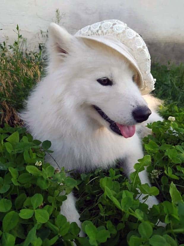 Get Ready for Funny Animals #343 (26 photos)