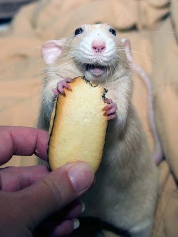 funny animals 5 Get Ready for Funny Animals #340 (23 photos)