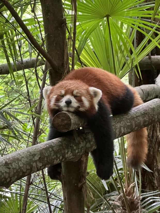 Get Ready for Funny Animals #341 (28 photos)