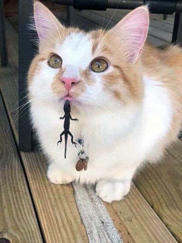 Get Ready for Funny Animals #343 (26 photos)