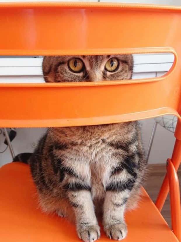 funny animals 6 Get Ready for Funny Animals #340 (23 photos)