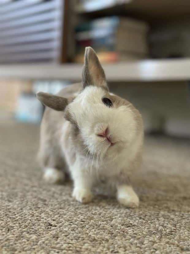 Get Ready for Funny Animals #341 (28 photos)