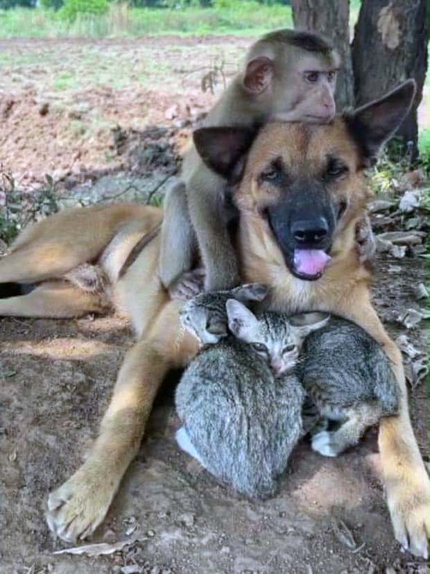 Get Ready for Funny Animals #343 (26 photos)