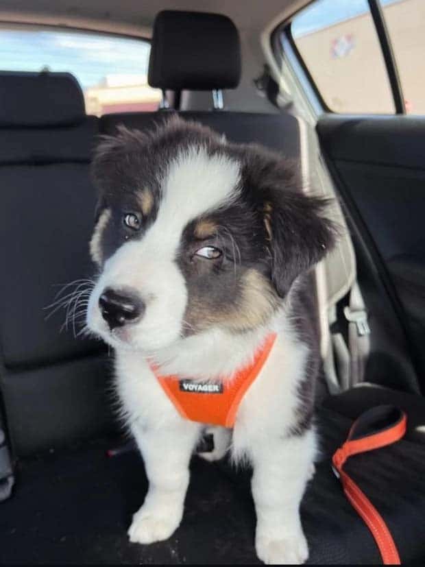 Get Ready for Funny Animals #341 (28 photos)