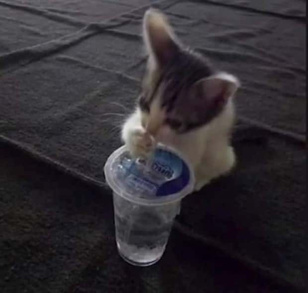 Get Ready for Funny Animals #343 (26 photos)