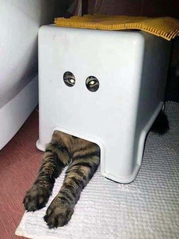 funny animals 8 Get Ready for Funny Animals #340 (23 photos)