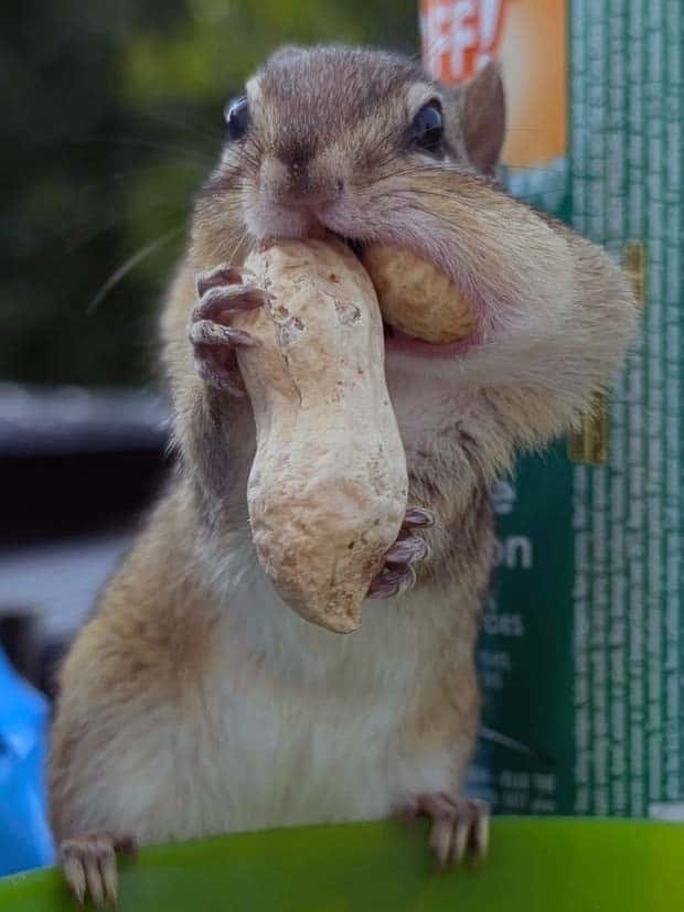 Get Ready for Funny Animals #341 (28 photos)