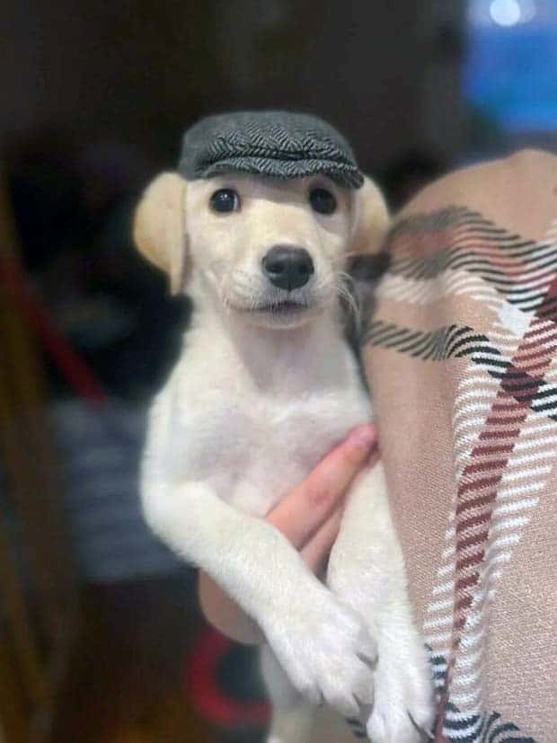 Get Ready for Funny Animals #343 (26 photos)