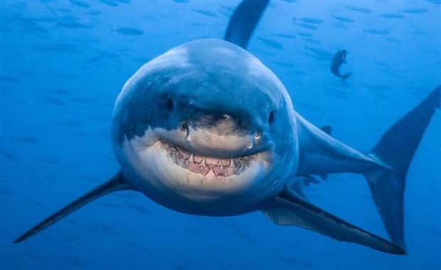 Klyker Picdump #1504 (44 photos)