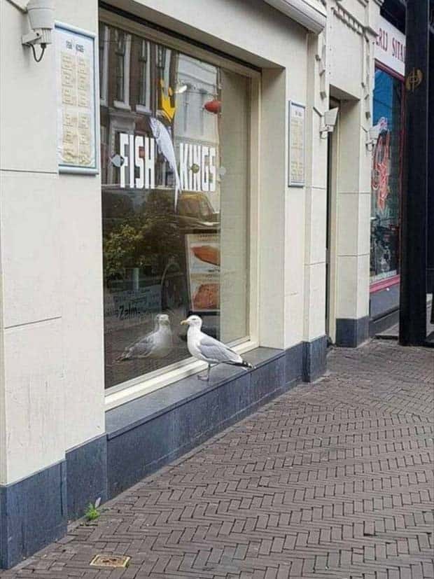 Klyker Picdump #1508 (43 photos)