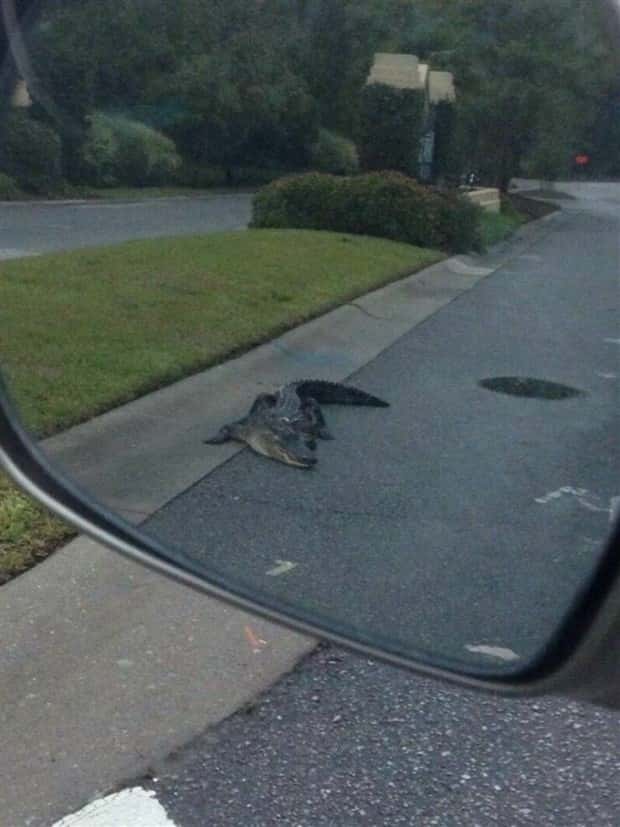 Klyker Picdump #1513 (43 photos)