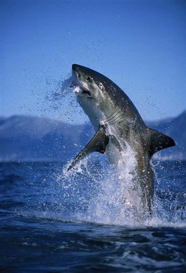 Klyker Picdump #1513 (43 photos)