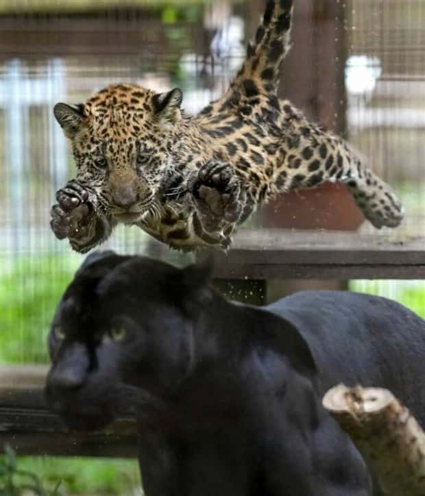 Klyker Picdump #1501 (41 photos)