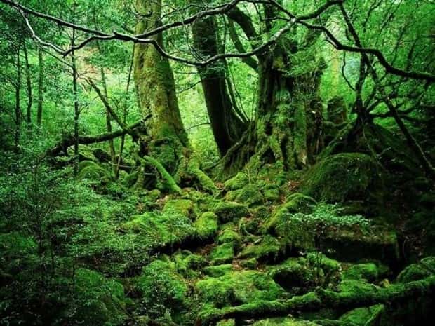 Natures Art: Beauty in Every Detail (30 photos)