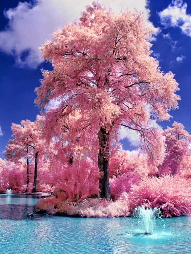 Natures Art: Beauty in Every Detail (30 photos)