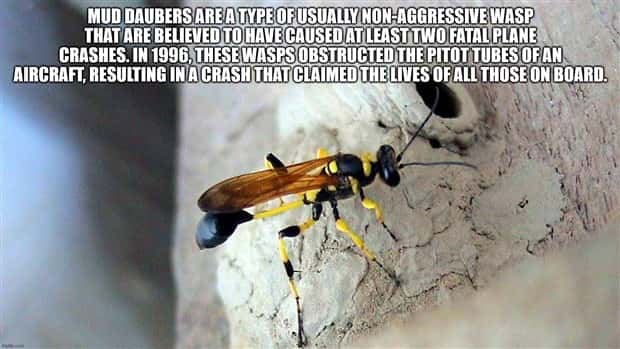 It’s Time for Some Cool and Interesting Facts #384 (28 photos)