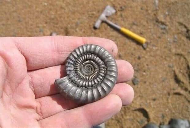 Unexpected Finds on Beaches (31 photos)