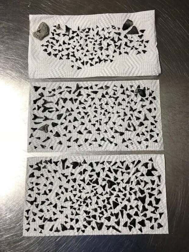 Unexpected Finds on Beaches (31 photos)