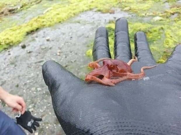 Unexpected Finds on Beaches (31 photos)