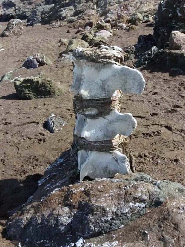 Unexpected Finds on Beaches (31 photos)