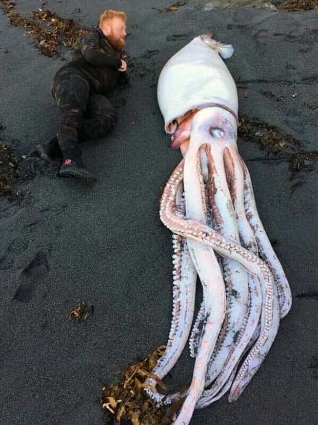 Unexpected Finds on Beaches (31 photos)