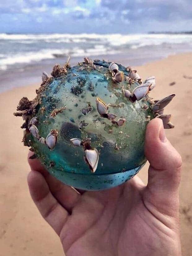 Unexpected Finds on Beaches (31 photos)
