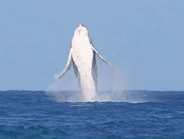 Awesome Pictures You Shouldn’t Miss #115 (22 photos)