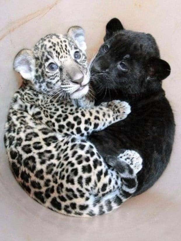 Awesome Pictures You Shouldn’t Miss #116 (25 photos)