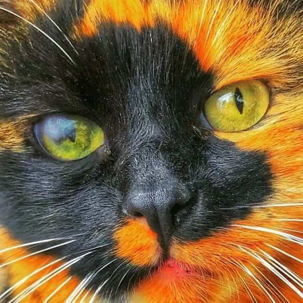 Awesome Pictures You Shouldn’t Miss #114 (29 photos)