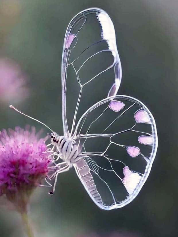 Awesome Pictures You Shouldn’t Miss #114 (29 photos)