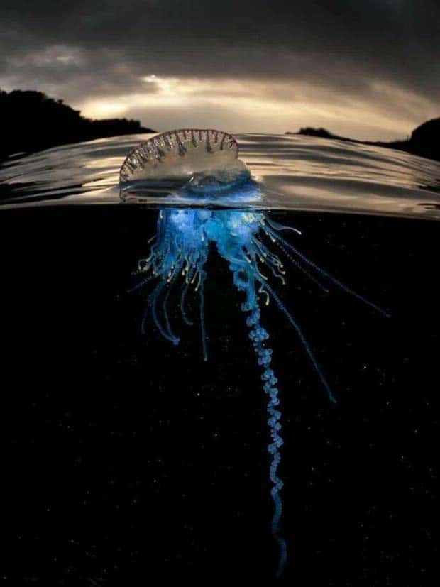 Awesome Pictures You Shouldn’t Miss #115 (22 photos)