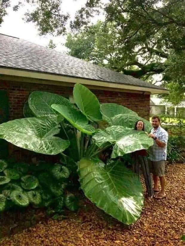 Well, That’s Really Big #14 (24 photos)