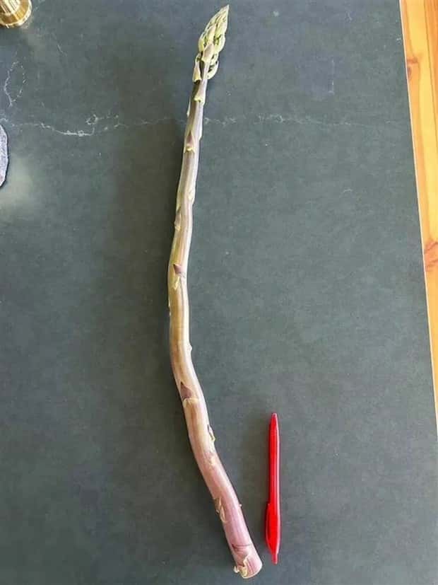 Well, That’s Really Big #14 (24 photos)