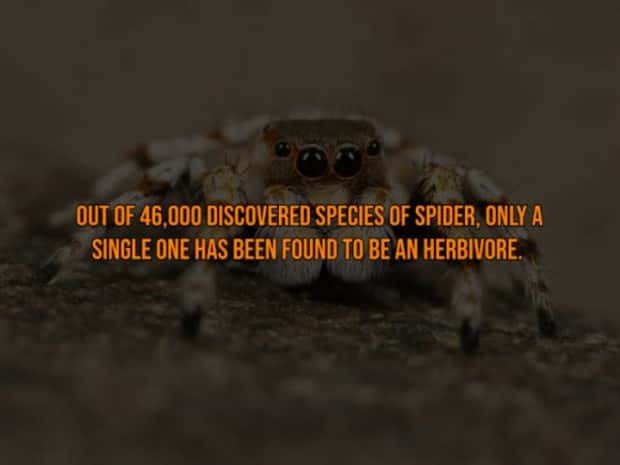 It’s Time for Some Cool and Interesting Facts #389 (22 photos)