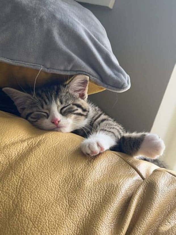 Get Ready for Funny Animals #347 (29 photos)