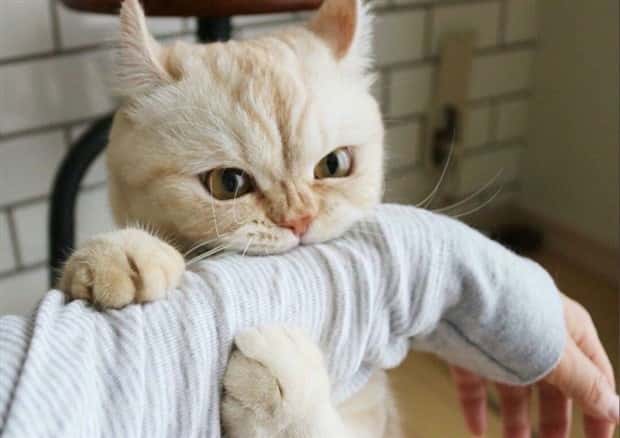 Get Ready for Funny Animals #344 (25 photos)