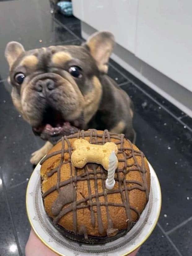 Get Ready for Funny Animals #346 (23 photos)