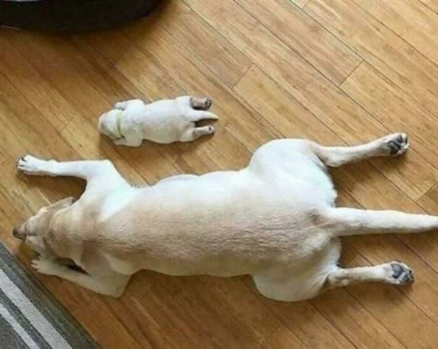 Get Ready for Funny Animals #347 (29 photos)