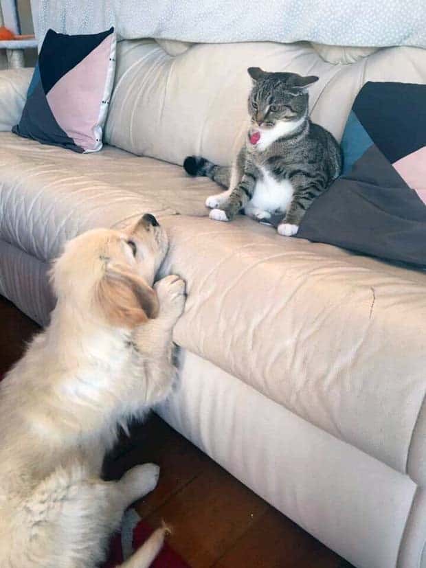 Get Ready for Funny Animals #344 (25 photos)