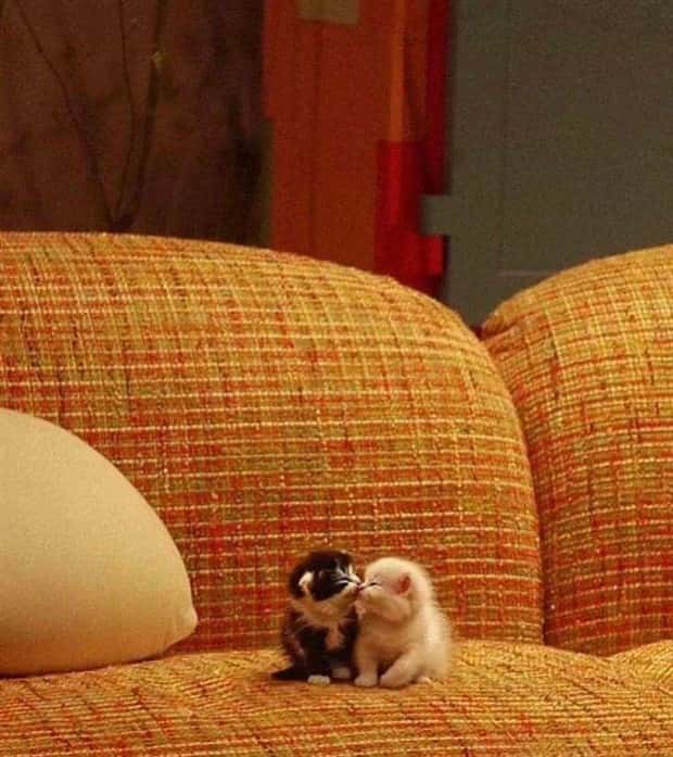 Get Ready for Funny Animals #344 (25 photos)