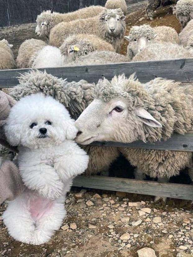 Get Ready for Funny Animals #346 (23 photos)