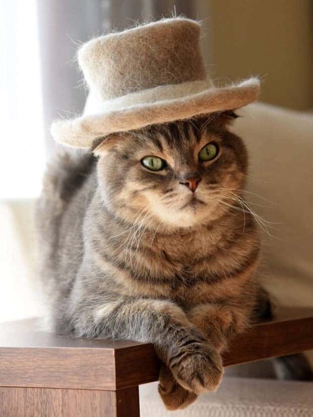 Get Ready for Funny Animals #344 (25 photos)