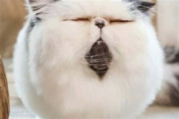 Get Ready for Funny Animals #347 (29 photos)