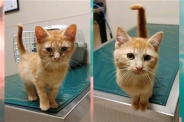 Get Ready for Funny Animals #346 (23 photos)