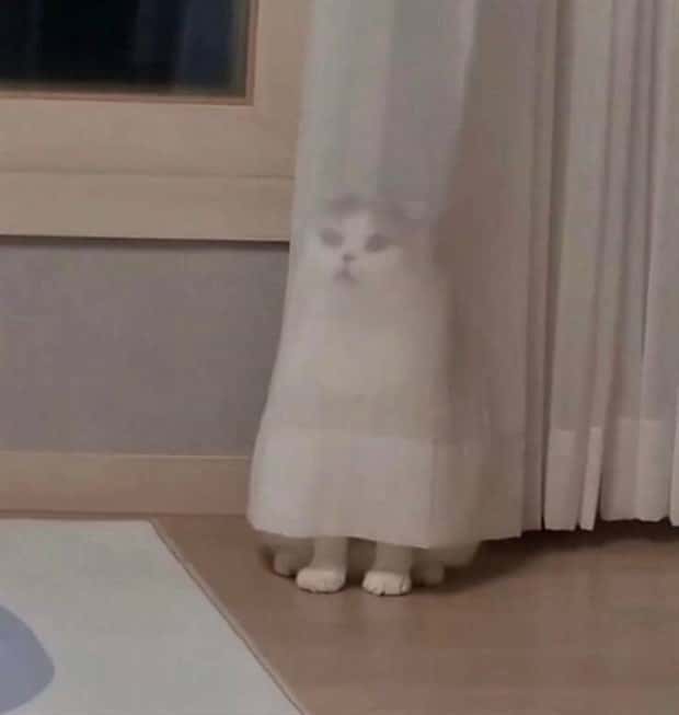 Get Ready for Funny Animals #344 (25 photos)