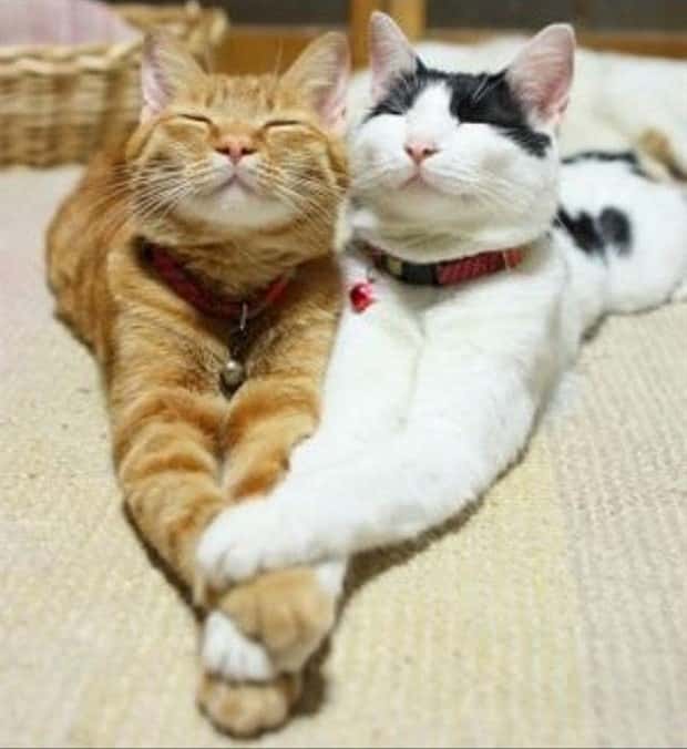 Get Ready for Funny Animals #347 (29 photos)