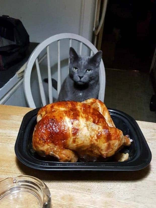 Get Ready for Funny Animals #344 (25 photos)