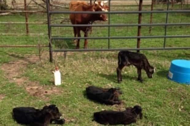 Get Ready for Funny Animals #346 (23 photos)