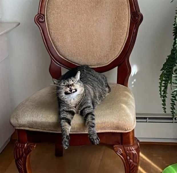 Get Ready for Funny Animals #347 (29 photos)