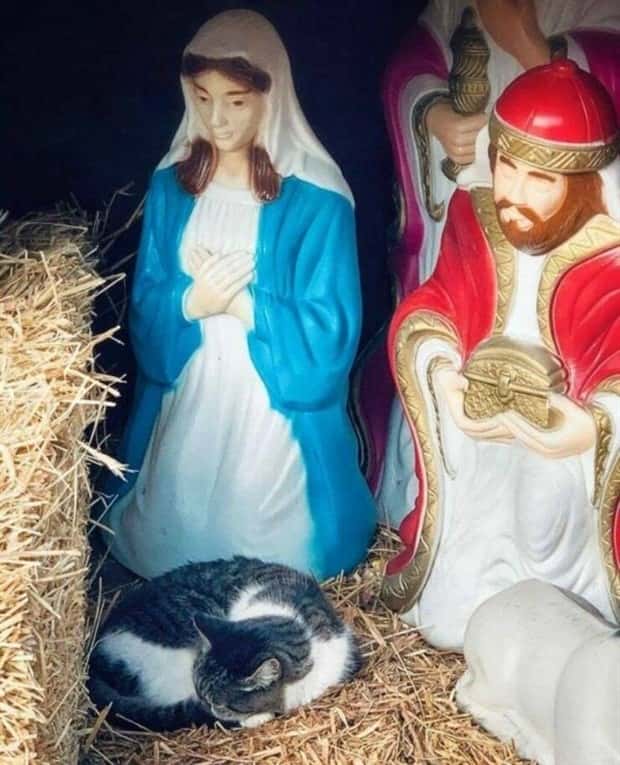 Get Ready for Funny Animals #344 (25 photos)